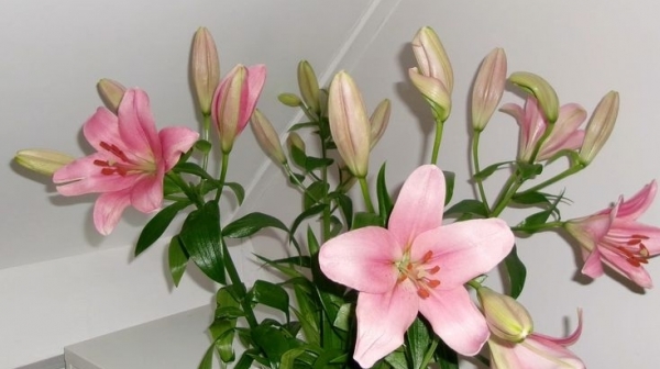 Tử vi vòng quay công nghệ ngày 8/3/2026: Tuổi Thân công việc suôn sẻ, tuổi Sửu dễ cáu gắt