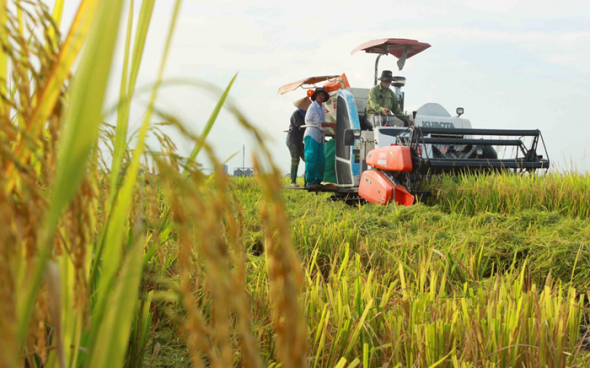 Đề án phát triển 1 triệu ha lúa chất lượng cao, phát thải thấp sau 2 năm triển khai
