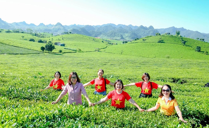 Phú Thọ mở rộng vùng sản xuất chè an toàn, phục vụ xuất khẩu