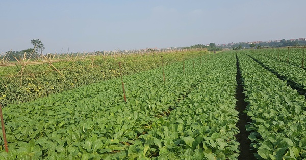 Phát triển nông nghiệp xanh góp phần hình thành vành đai sinh thái cho Thủ đô