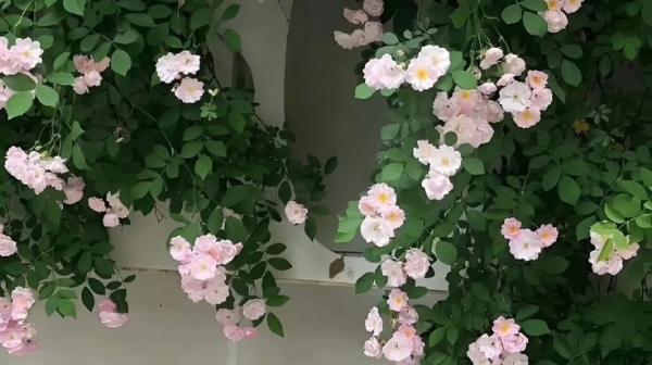 Tử vi vòng quay công nghệ ngày 15/3/2026: Tuổi Mùi trăm bề thuận lợi, tuổi Tuất không được suôn sẻ