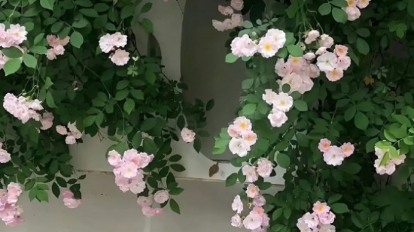 Tử vi vòng quay công nghệ ngày 15/3/2026: Tuổi Mùi trăm bề thuận lợi, tuổi Tuất không được suôn sẻ