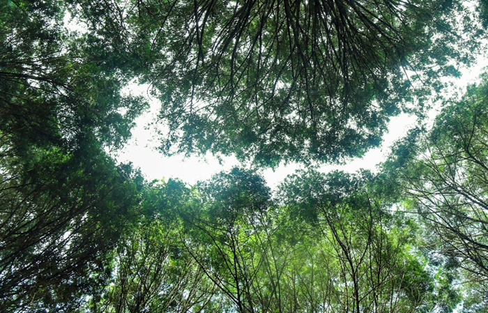 ‘EU và Việt Nam cần phối hợp chặt chẽ hơn trong giám sát, bảo vệ rừng’