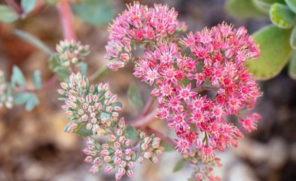 Tử vi ngày 5/4/2023: Tuổi Dần hết sức cẩn thận, tuổi Mão nhận nhiều may mắn Tử vi ngày 5/4/2023: Tuổi Dần hết sức cẩn thận, tuổi Mão nhận nhiều may mắn