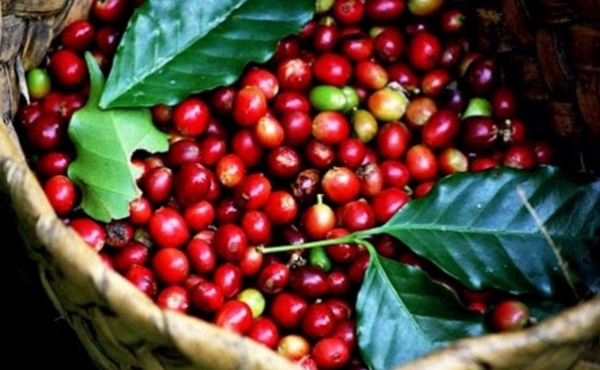 Giá cà phê hôm nay 6/4: Thị trường trong nước tiếp đà tăng