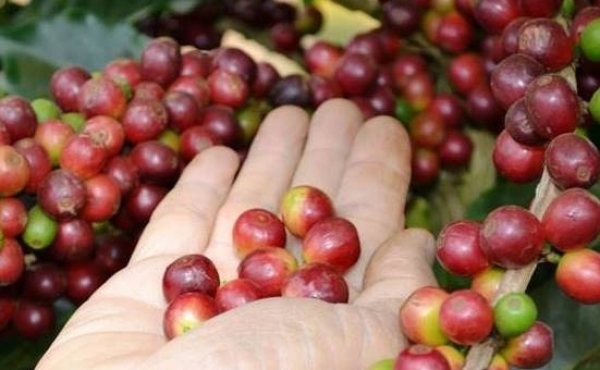 Giá cà phê hôm nay 7/4: Cán mốc 50.000 đồng/kg