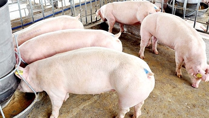 Giá heo hơi hôm nay 7/4: Giảm cao nhất 2.000 đồng/kg