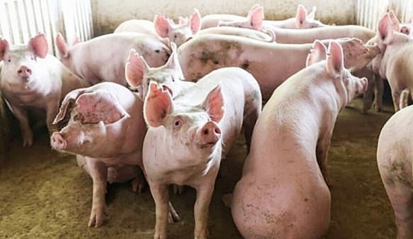 Giá heo hơi hôm nay 8/4: Trầm lắng ở cả ba miền