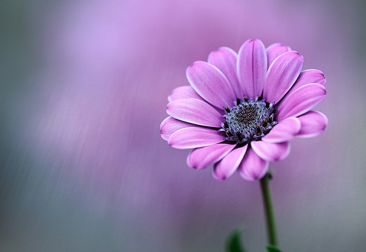 Tử vi ngày 9/4/2023: Tuổi Dần xoay sở tài tình, tuổi Mùi tài lộc tăng tiến Tử vi ngày 9/4/2023: Tuổi Dần xoay sở tài tình, tuổi Mùi tài lộc tăng tiến