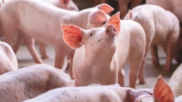 Giá heo hơi hôm nay 9/4: Đi ngang trên diện rộng