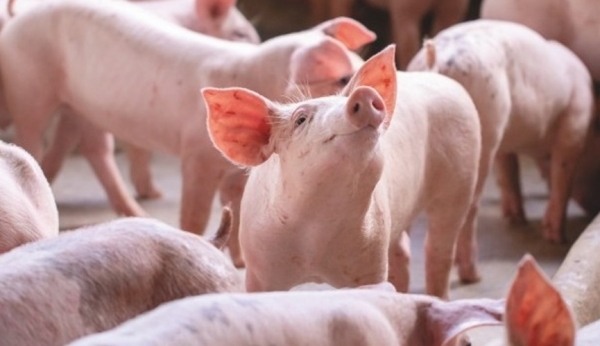 Giá heo hơi hôm nay 9/4: Đi ngang trên diện rộng Giá heo hơi hôm nay 9/4: Đi ngang trên diện rộng