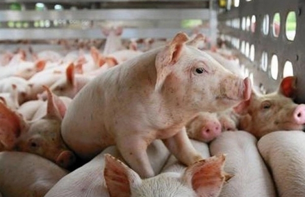 Giá heo hơi hôm nay 10/4: Lặng sóng ở cả 3 miền
