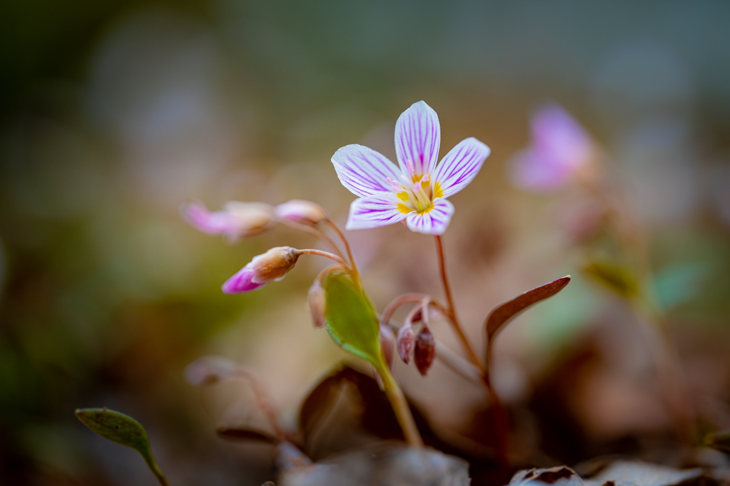 Tử vi ngày 11/4/2023: Tuổi Thìn bài học đắt giá, tuổi Dậu tài lộc rực rỡ Tử vi ngày 11/4/2023: Tuổi Thìn bài học đắt giá, tuổi Dậu tài lộc rực rỡ