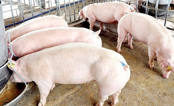 Giá heo hơi hôm nay 12/4: Tăng giảm không đồng nhất ở miền Bắc, Nam