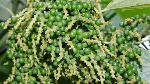 Giá tiêu hôm nay 12/4: Giữ vững mốc 66.000 đồng