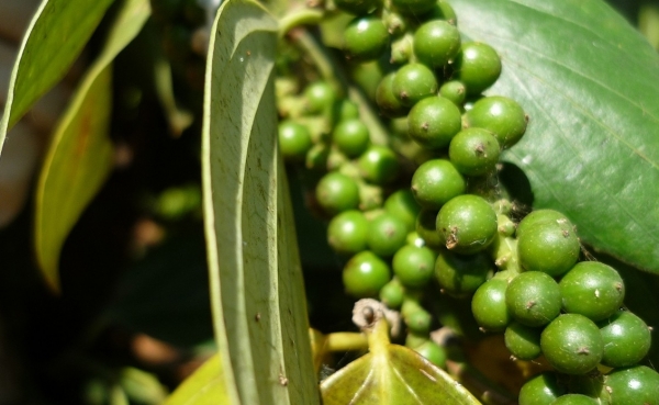 Giá tiêu hôm nay 13/4: Giữ ổn định