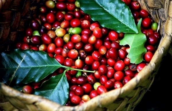 Giá cà phê hôm nay 14/4: Thị trường trong nước tăng nhẹ