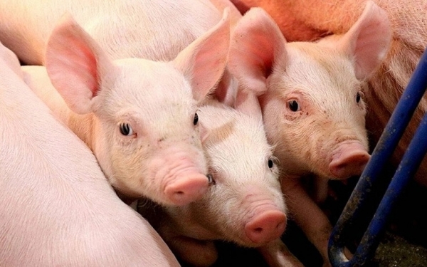 Giá heo hơi hôm nay 14/4: Tiếp tục tăng tại một số địa phương