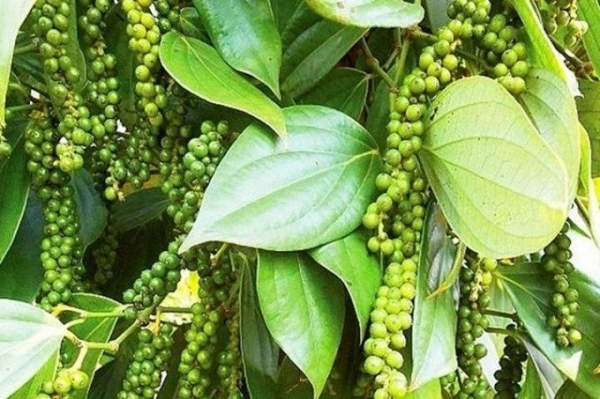 Giá tiêu hôm nay 14/4: Xu hướng đi ngang