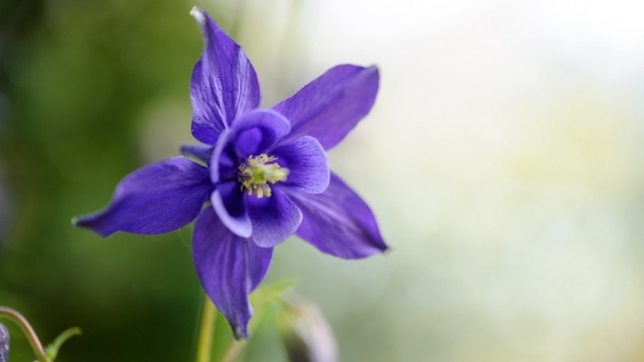 Tử vi ngày 15/4/2023: Tuổi Dậu tiểu nhân cản trở, tuổi Tuất công danh xán lạn