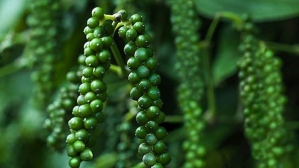 Giá tiêu hôm nay 15/4: Thị trường trầm lắng