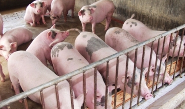 Giá heo hơi hôm nay 15/4: Tiếp tục xu hướng tăng