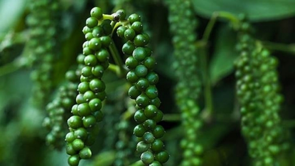 Giá tiêu hôm nay 15/4: Thị trường trầm lắng