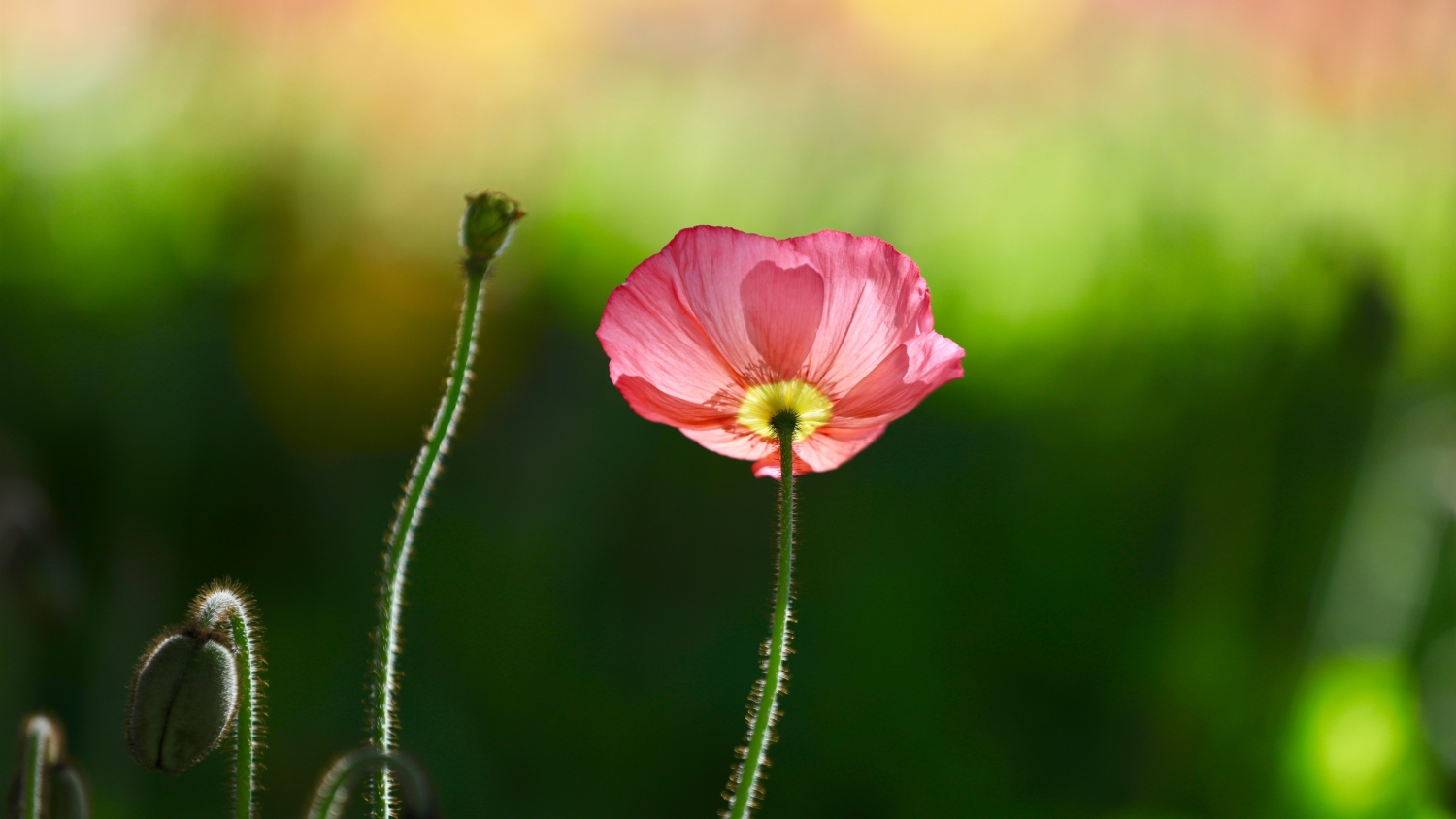 Tử vi ngày 16/4/2023: Tuổi Sửu có kẻ ngáng trở, tuổi Tỵ cơ may hiếm có Tử vi ngày 16/4/2023: Tuổi Sửu có kẻ ngáng trở, tuổi Tỵ cơ may hiếm có