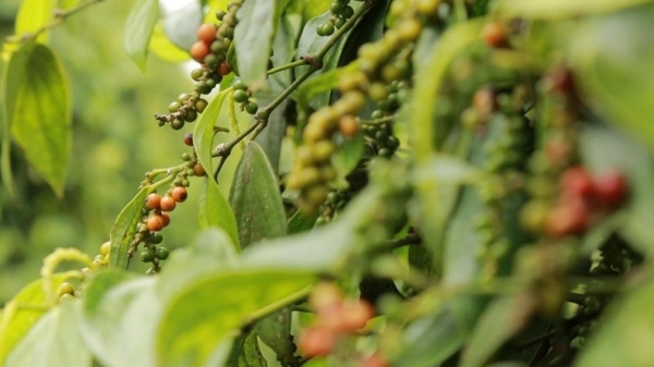 Giá tiêu hôm nay 17/4: Tiếp tục đi ngang