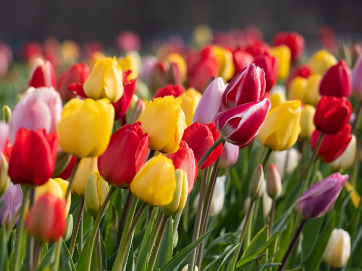 Tử vi ngày 18/4/2023: Tuổi Dần vô cùng suôn sẻ, tuổi Mùi khởi sắc đáng mừng Tử vi ngày 18/4/2023: Tuổi Dần vô cùng suôn sẻ, tuổi Mùi khởi sắc đáng mừng