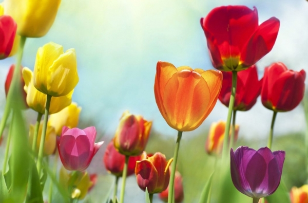 Tử vi ngày 18/4/2023: Tuổi Dần vô cùng suôn sẻ, tuổi Mùi khởi sắc đáng mừng Tử vi ngày 18/4/2023: Tuổi Dần vô cùng suôn sẻ, tuổi Mùi khởi sắc đáng mừng