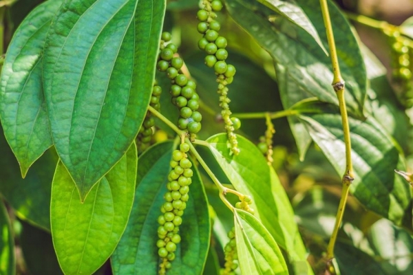 Giá tiêu hôm nay 19/4: Giữ ổn định