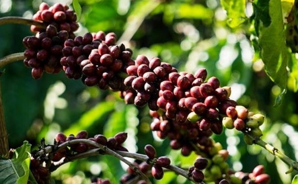 Giá cà phê hôm nay 20/4: Cán mốc 51.000 đồng/kg