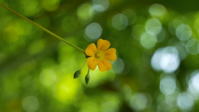 Tử vi ngày 22/4/2023: Tuổi Dần chớ có tự mãn, tuổi Mùi dễ thành nhu nhược Tử vi ngày 22/4/2023: Tuổi Dần chớ có tự mãn, tuổi Mùi dễ thành nhu nhược