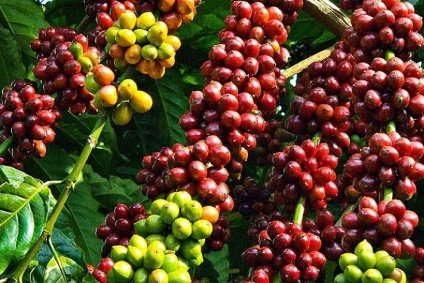 Giá cà phê hôm nay 24/4: Xu hướng đi ngang