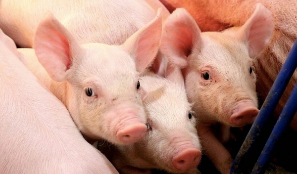 Giá heo hơi hôm nay 24/4: Duy trì ổn định