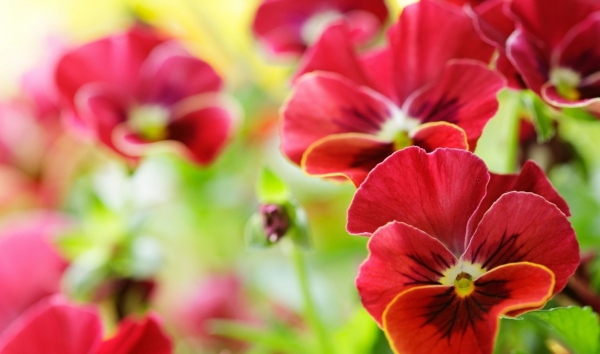 Tử vi ngày 24/4/2023: Tuổi Sửu nhiều điều phiền lòng, tuổi Mão lợi nhuận bất ngờ