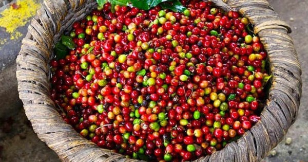 Giá cà phê hôm nay 29/4: Thị trường trong nước dao động từ 50.800 – 51.500 đồng/kg