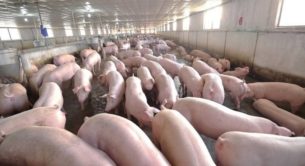 Giá heo hơi hôm nay 30/4: Tăng giảm không đồng nhất