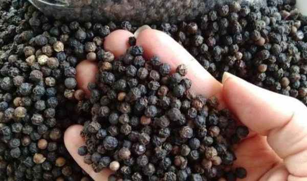 Giá tiêu hôm nay 30/4: Tăng 4.000 đồng trong tuần qua