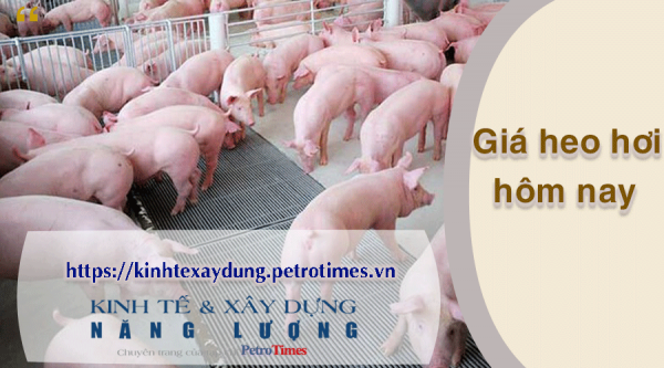 Giá heo hơi hôm nay 6/4: Tăng tại miền Bắc