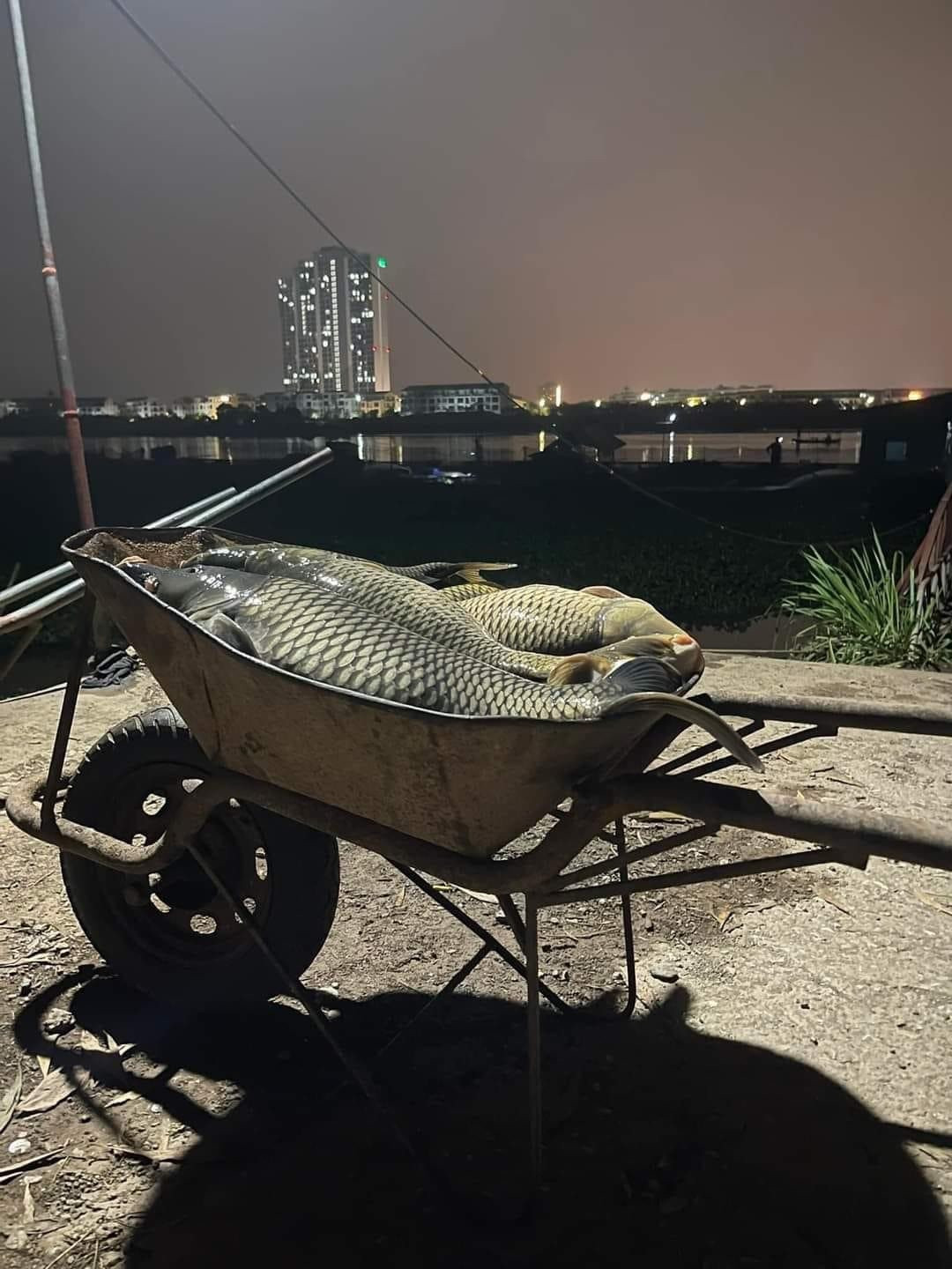 Thông tin tiếp về tình trạng cá chết ở Hải Dương: Đã xác định được nguyên nhân Thông tin tiếp về tình trạng cá chết ở Hải Dương: Đã xác định được nguyên nhân