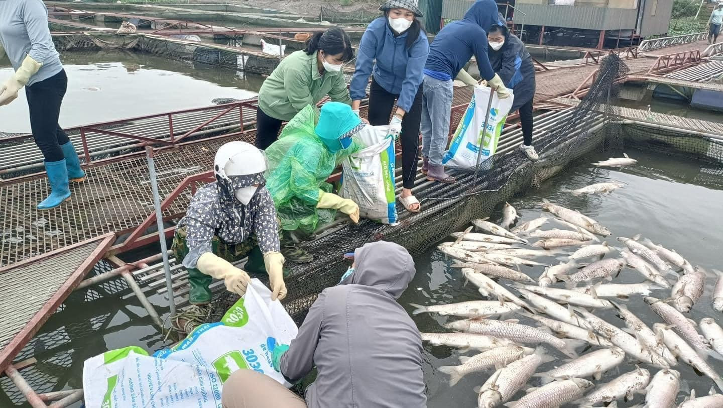 Thông tin tiếp về tình trạng cá chết ở Hải Dương: Đã xác định được nguyên nhân Thông tin tiếp về tình trạng cá chết ở Hải Dương: Đã xác định được nguyên nhân