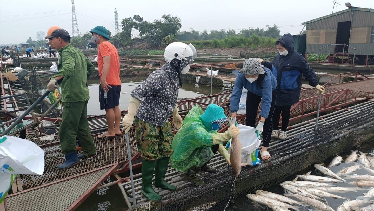 Thông tin tiếp về tình trạng cá chết ở Hải Dương: Đã xác định được nguyên nhân Thông tin tiếp về tình trạng cá chết ở Hải Dương: Đã xác định được nguyên nhân