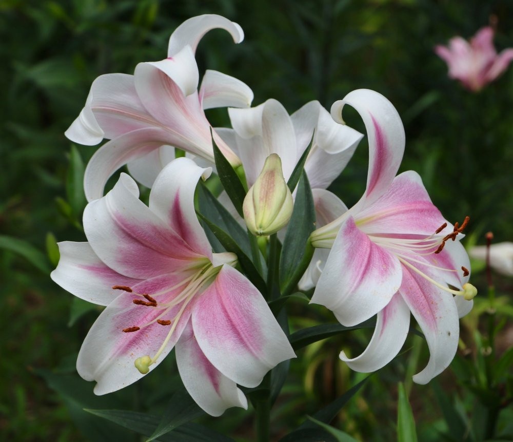 Tử vi 12 con giáp ngày 21/4/2024: Tuổi Thìn cố chấp, tuổi Tý gặt hái thành quả Tử vi 12 con giáp ngày 21/4/2024: Tuổi Thìn cố chấp, tuổi Tý gặt hái thành quả