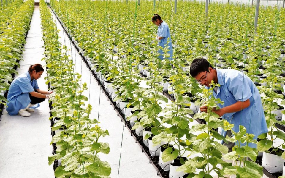 Vĩnh Phúc: Đẩy mạnh đầu tư sản xuất nông nghiệp công nghệ cao, giảm thiểu ô nhiễm môi trường Vĩnh Phúc: Đẩy mạnh đầu tư sản xuất nông nghiệp công nghệ cao, giảm thiểu ô nhiễm môi trường