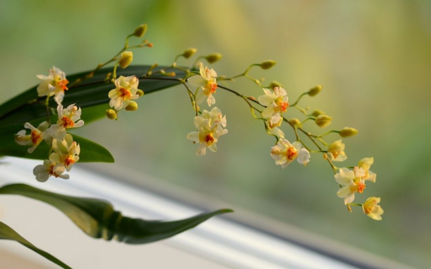 Tử vi 12 con giáp ngày 25/4/2024: Tuổi Hợi gặp khó khăn, tuổi Tý một ngày hanh thông Tử vi 12 con giáp ngày 25/4/2024: Tuổi Hợi gặp khó khăn, tuổi Tý một ngày hanh thông