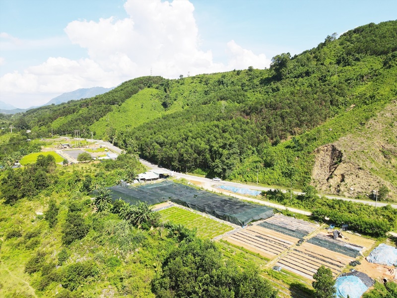 Quảng Nam bảo tồn, phát triển các vùng trồng dược liệu trọng điểm Quảng Nam bảo tồn, phát triển các vùng trồng dược liệu trọng điểm