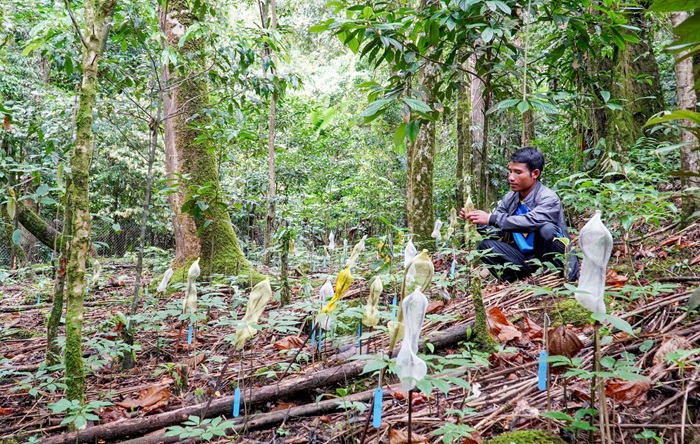 Quảng Nam bảo tồn, phát triển các vùng trồng dược liệu trọng điểm Quảng Nam bảo tồn, phát triển các vùng trồng dược liệu trọng điểm