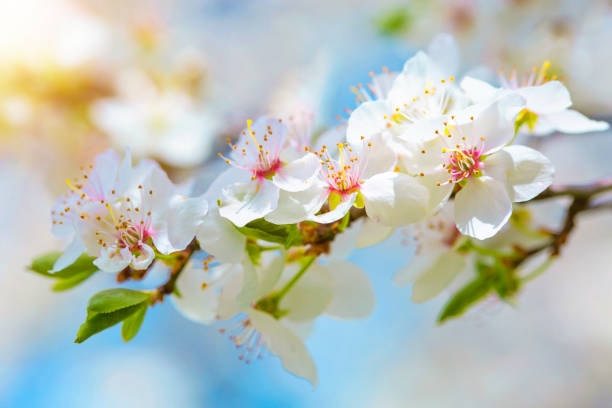 Tử vi vòng quay công nghệ ngày 5/4/2025: Tuổi Thân bất đồng quan điểm, tuổi Mão an nhàn Tử vi vòng quay công nghệ ngày 5/4/2025: Tuổi Thân bất đồng quan điểm, tuổi Mão an nhàn